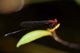 Image of Nesobasis erythrops Selys 1891