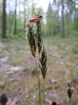 Plancia ëd Anthoxanthum odoratum L.