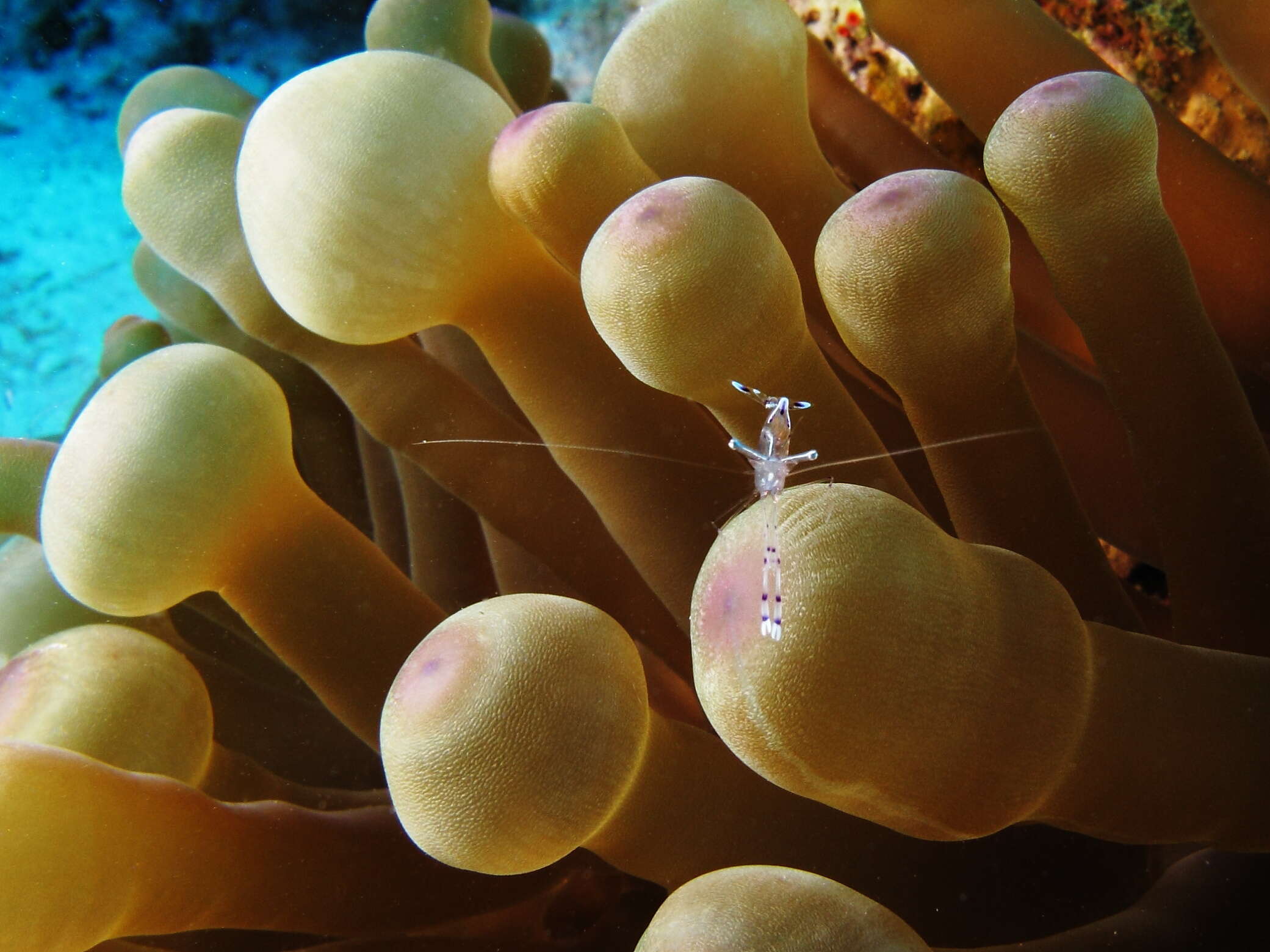 Image de Ancylomenes longicarpus (Bruce & Svoboda 1983)