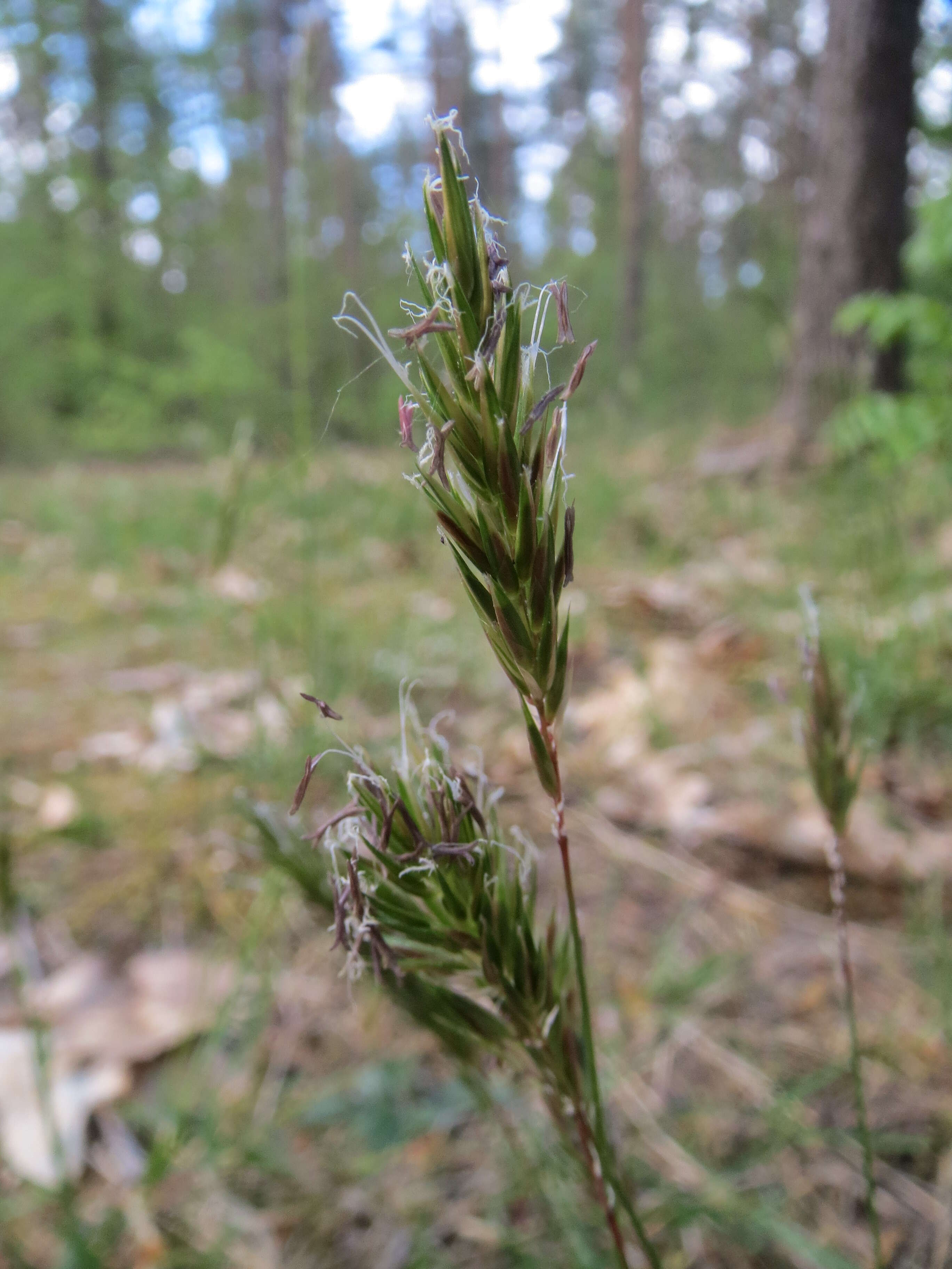 Plancia ëd Anthoxanthum odoratum L.