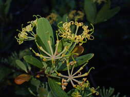 Image of Stenocarpus umbelliferus (J. R. & G. Forst.) Druce