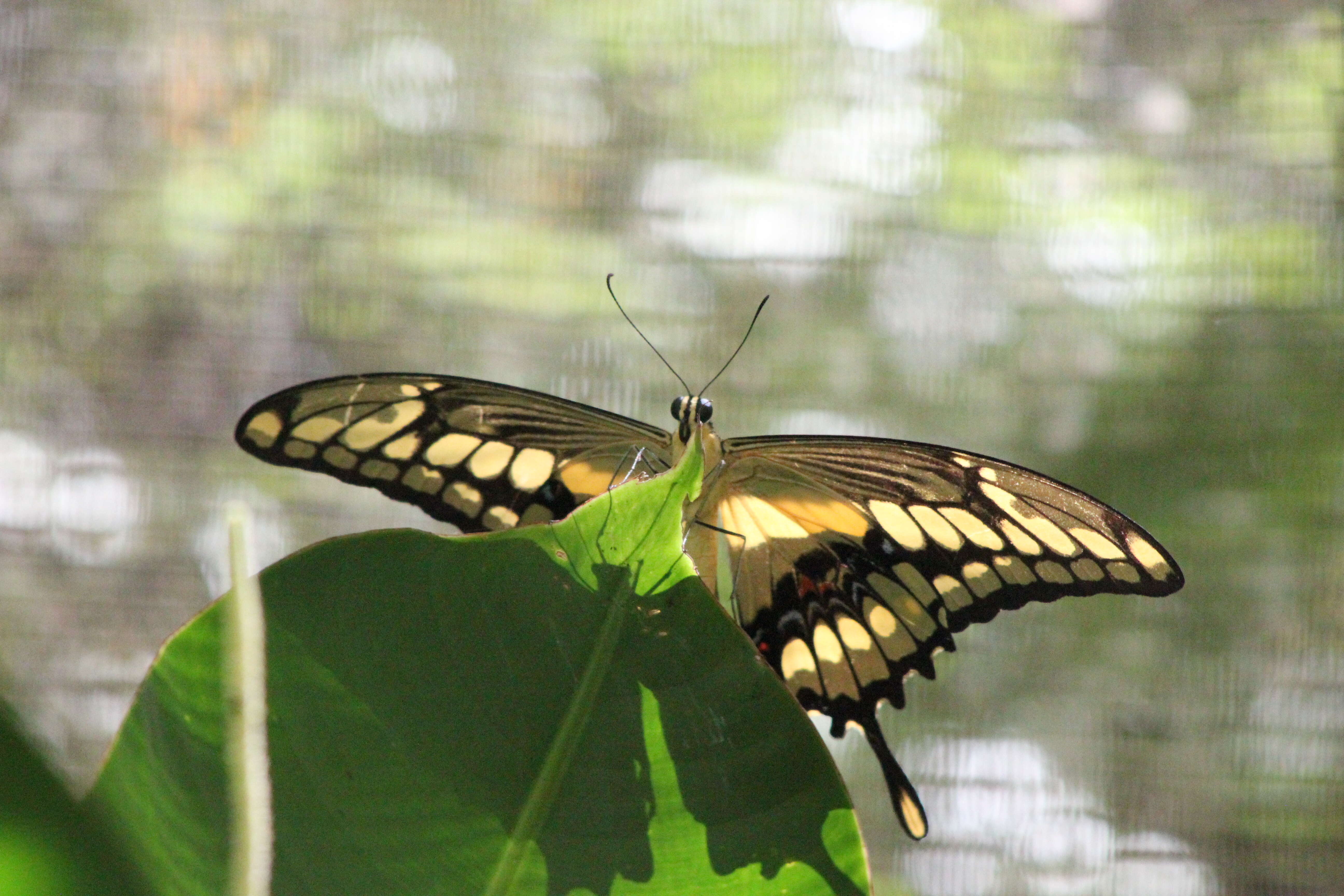 Image of Thoas Swallowtail