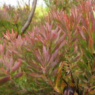 Sivun Leucadendron loeriense I. Williams kuva