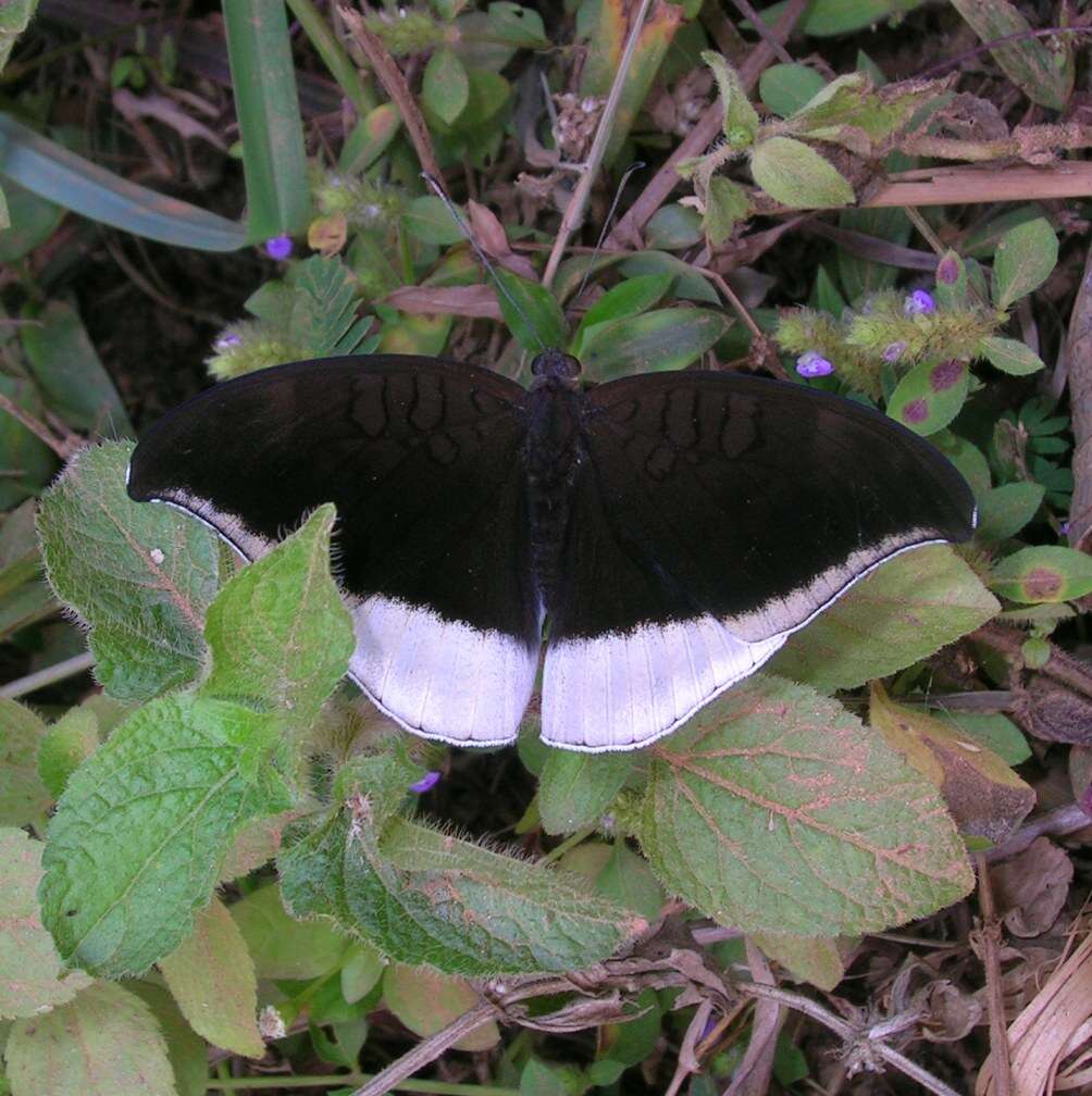 Image of Tanaecia lepidea Butler 1868