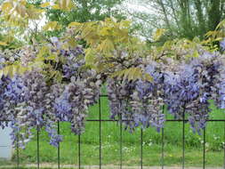 Image of Japanese wisteria