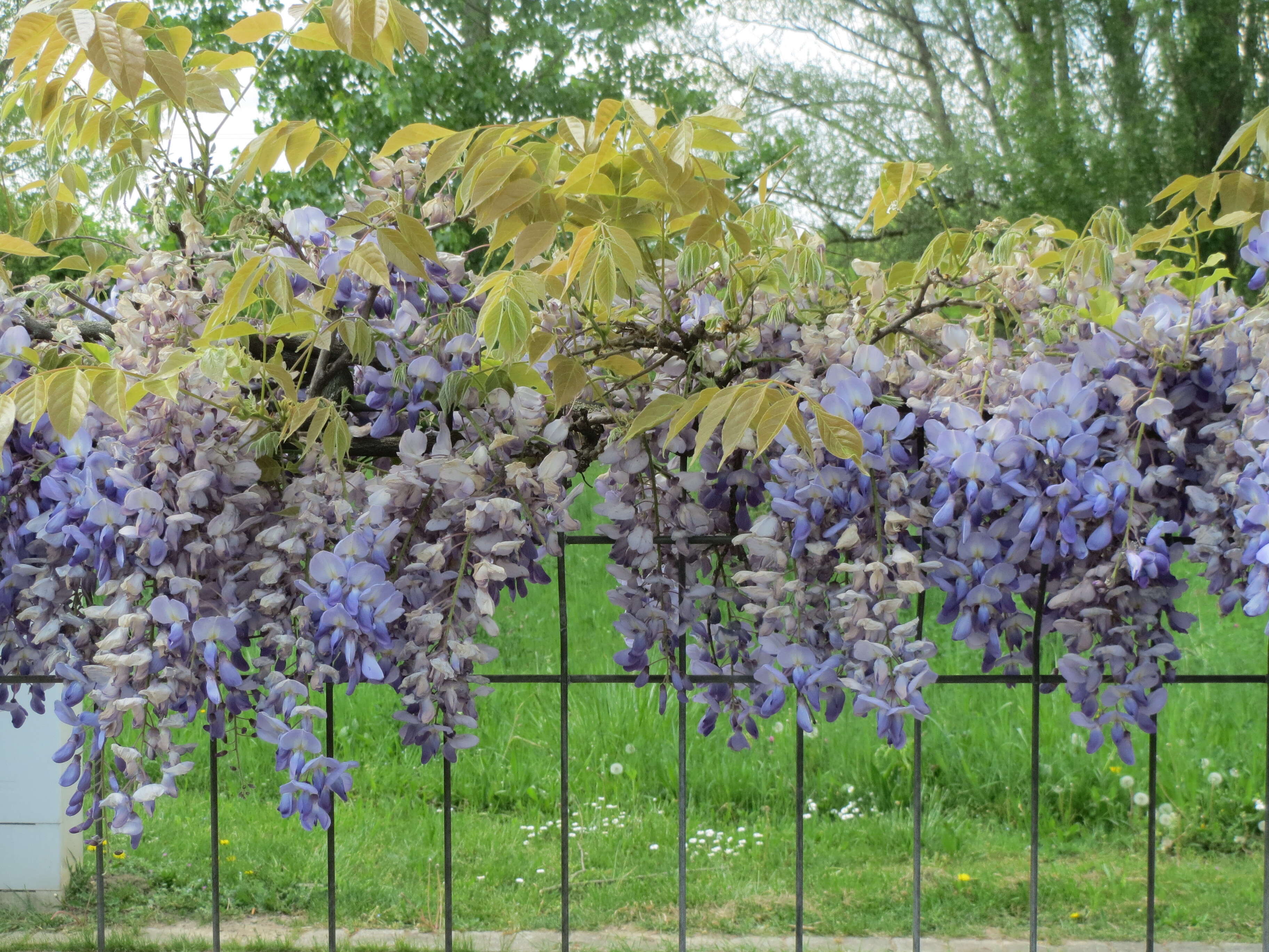 Plancia ëd Wisteria floribunda (Willd.) DC.