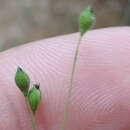 Image of Prairie Panic Grass