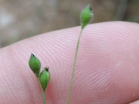 Image of Prairie Panic Grass