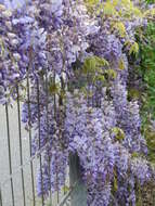 Image of Japanese wisteria