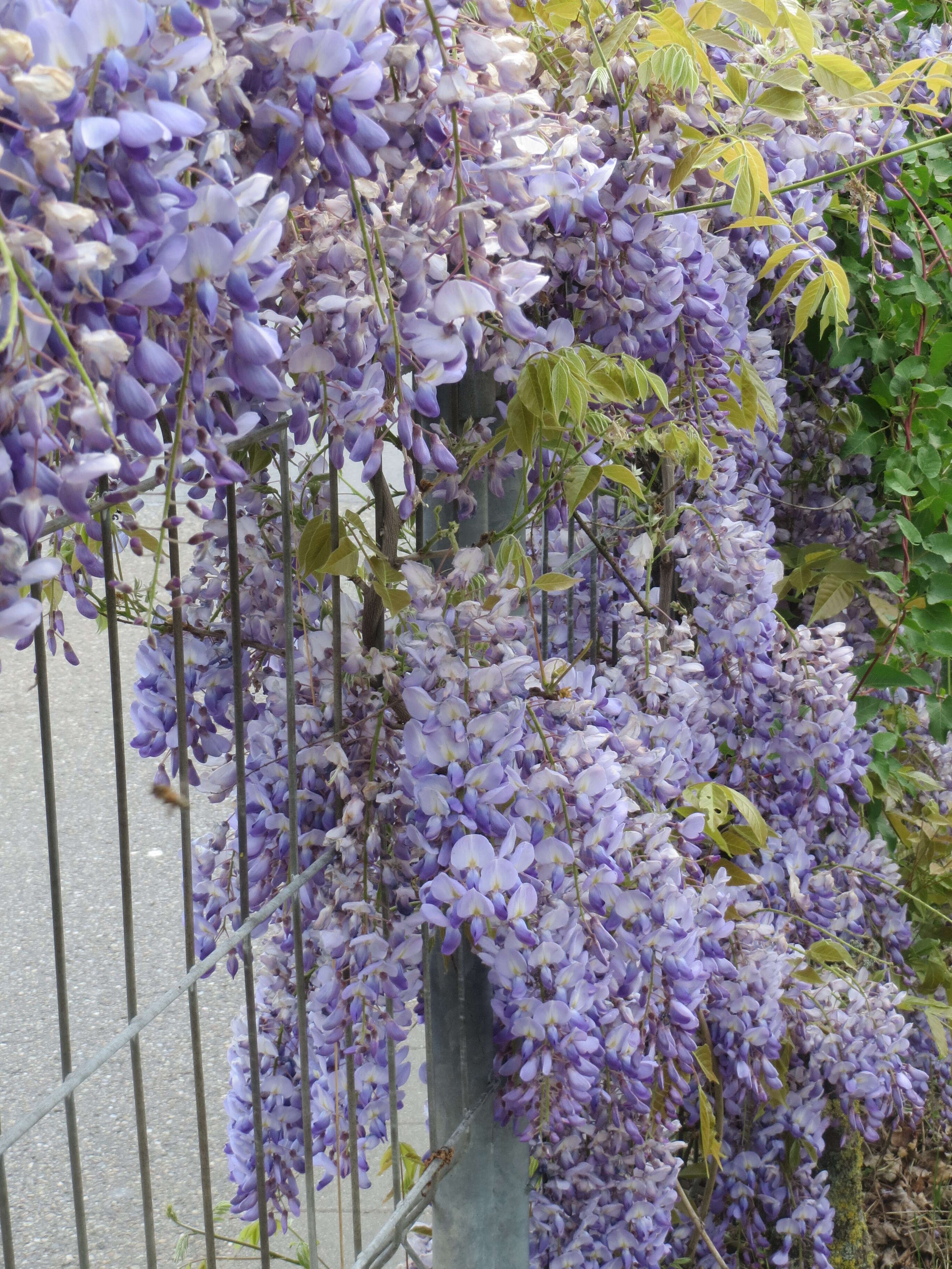 Image of Japanese wisteria