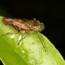 Image of Pseudaphronella jactator (White 1879)