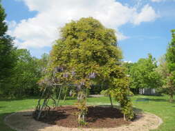 Plancia ëd Wisteria floribunda (Willd.) DC.