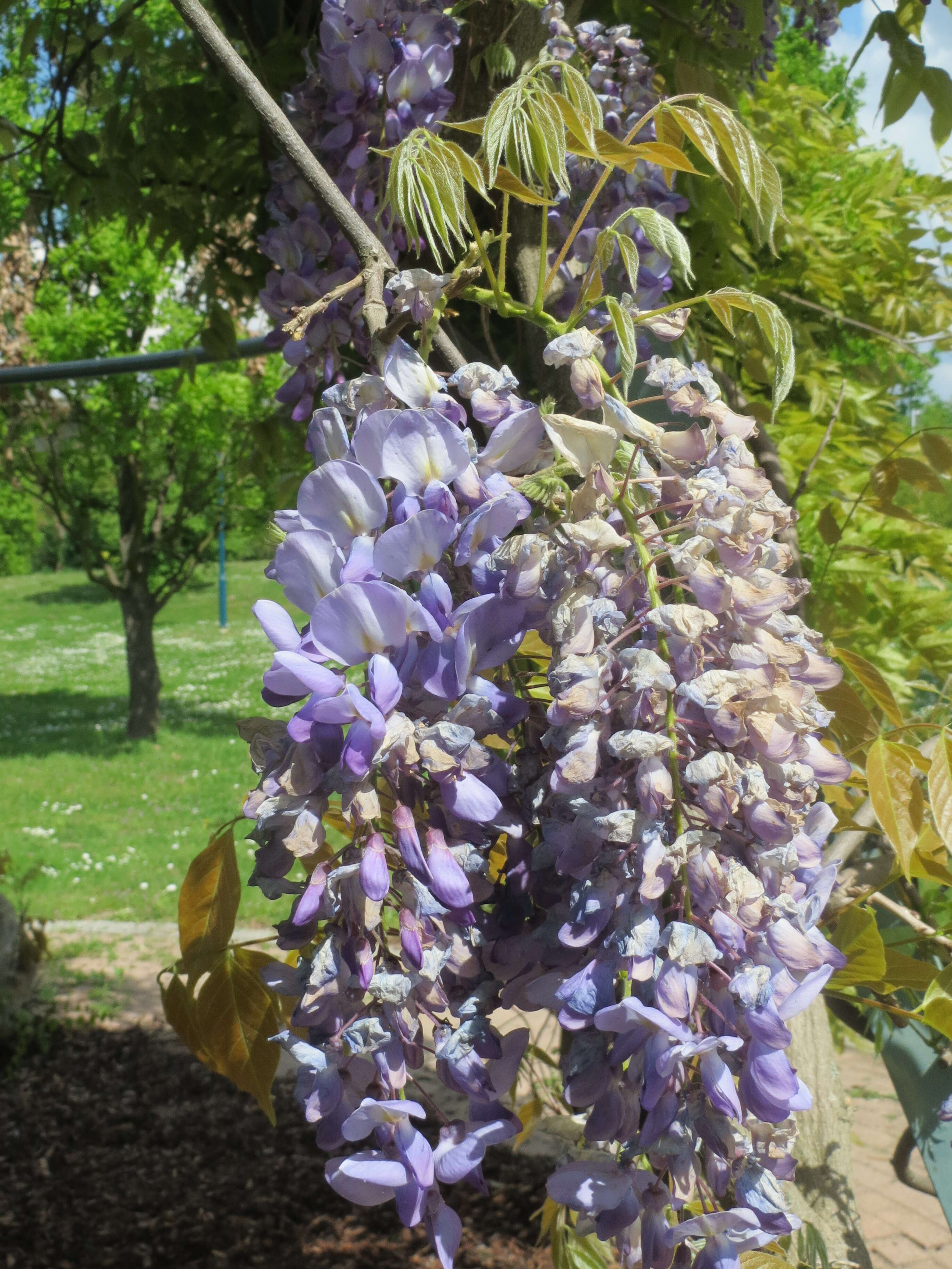 Image of Japanese wisteria