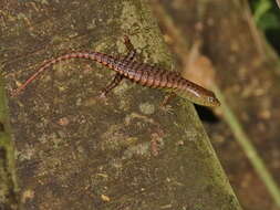 Image of Big Tree Skink