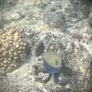 Image of Bluetail trunkfish