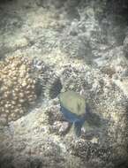 Image of Bluetail trunkfish