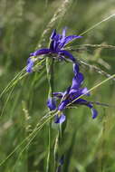 Image of Blue Iris