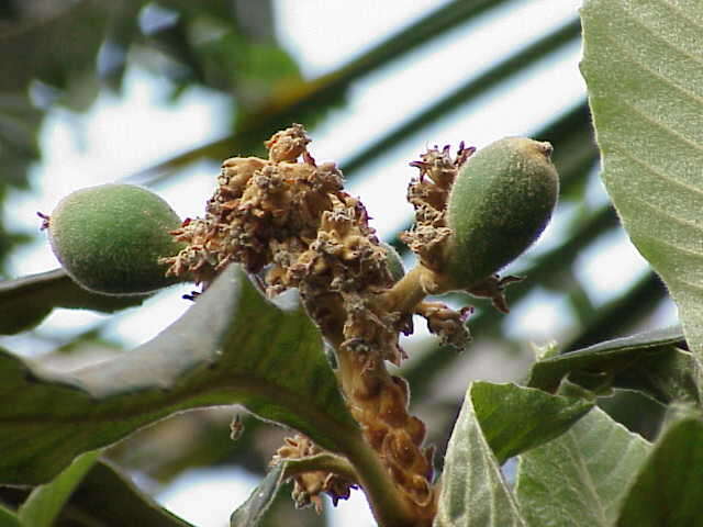 Image of loquat