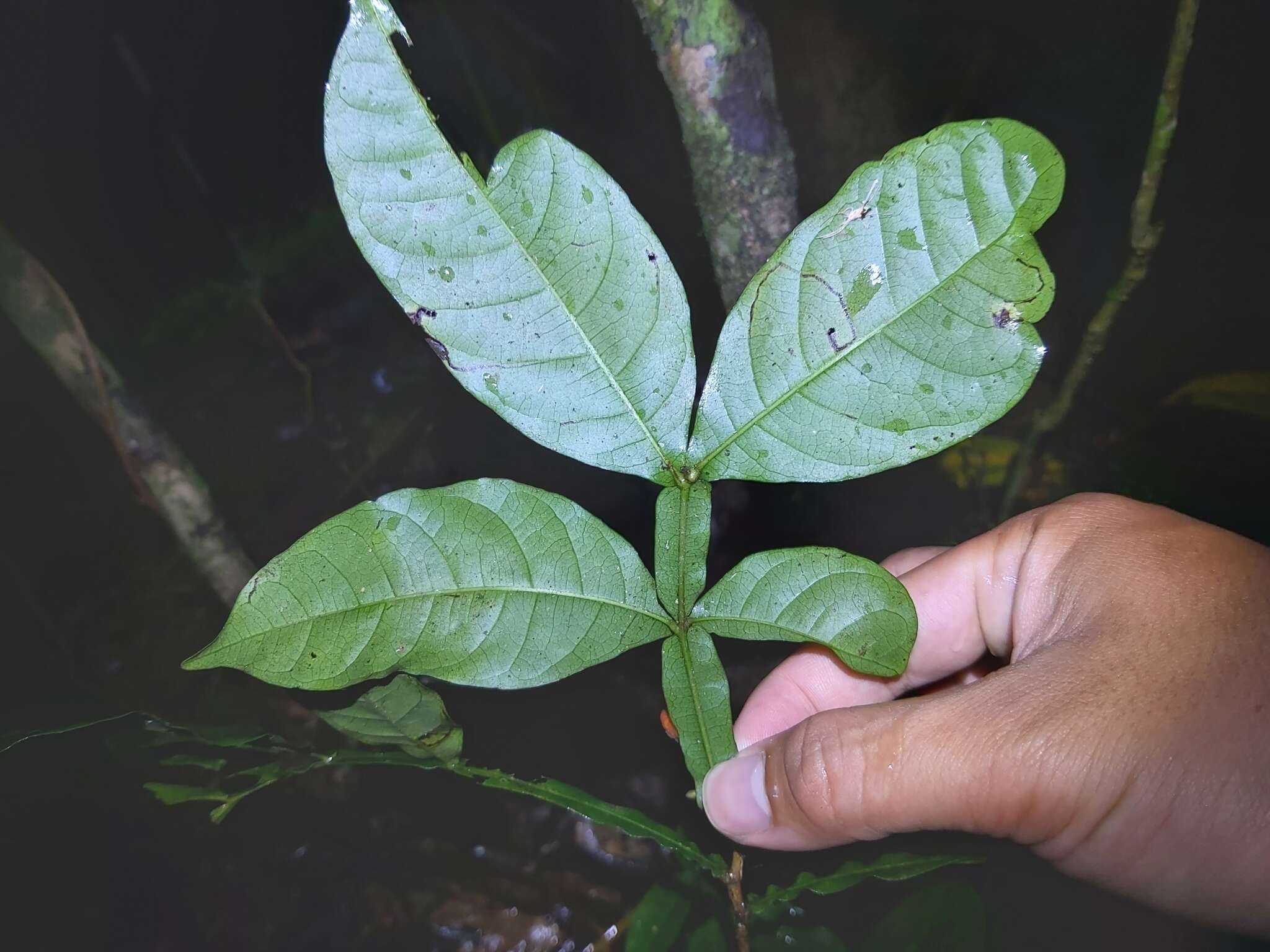 Image of Harpullia frutescens F. M. Bailey