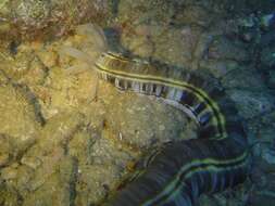 Image of Lion's Paw Sea Cucumber