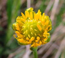 Image of Goldilocks Buttercup