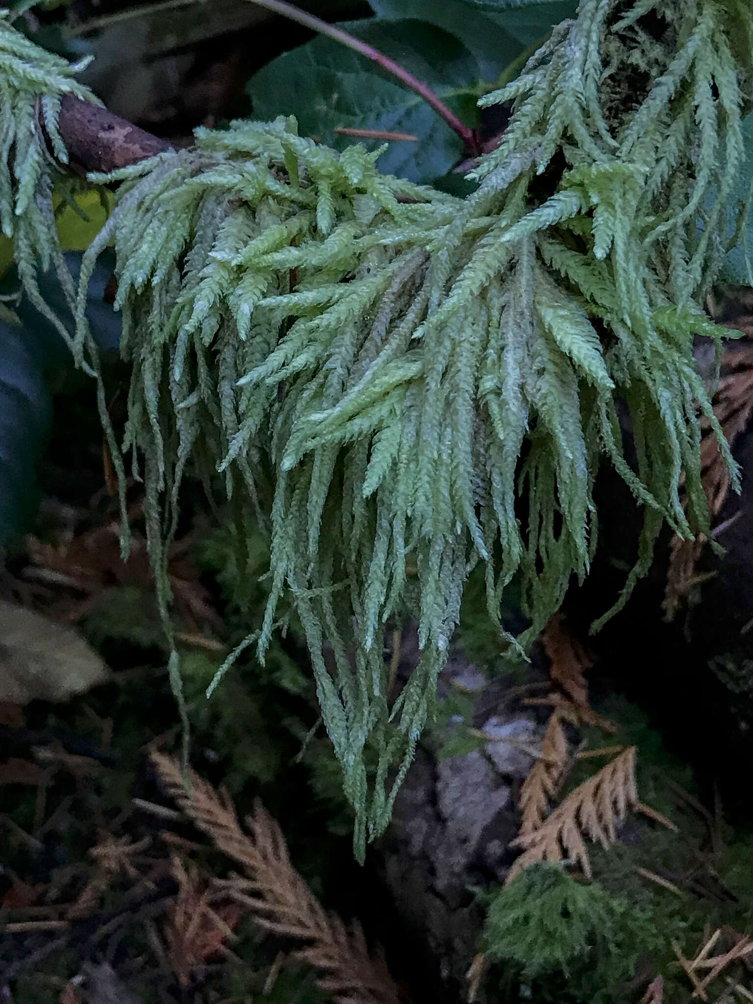 Image of waved silk-moss