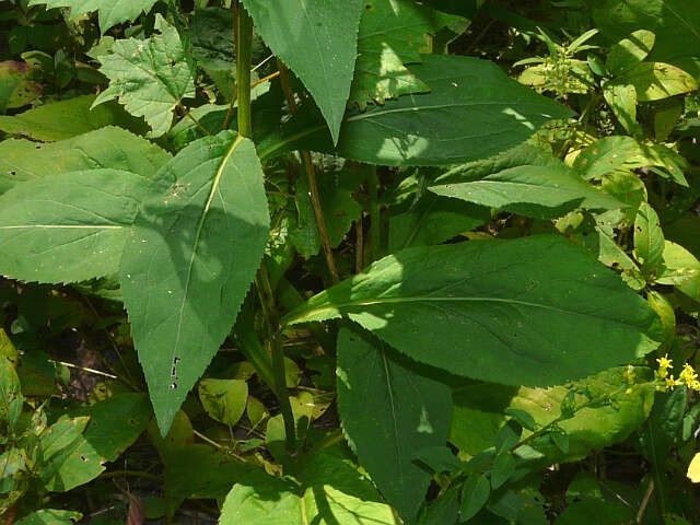 Image of roundleaf goldenrod