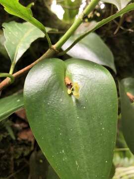 Imagem de Pleurothallis correllii Luer