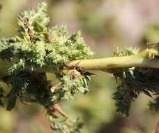 Image of white amaranth, white pigweed