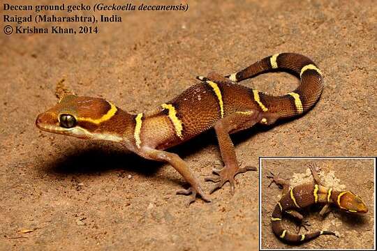 Image of Banded Ground Gecko