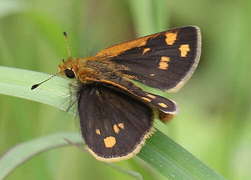 Image of Tamil grass dart