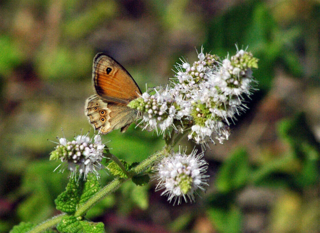 Image of Coenonympha dorus Esper 1782