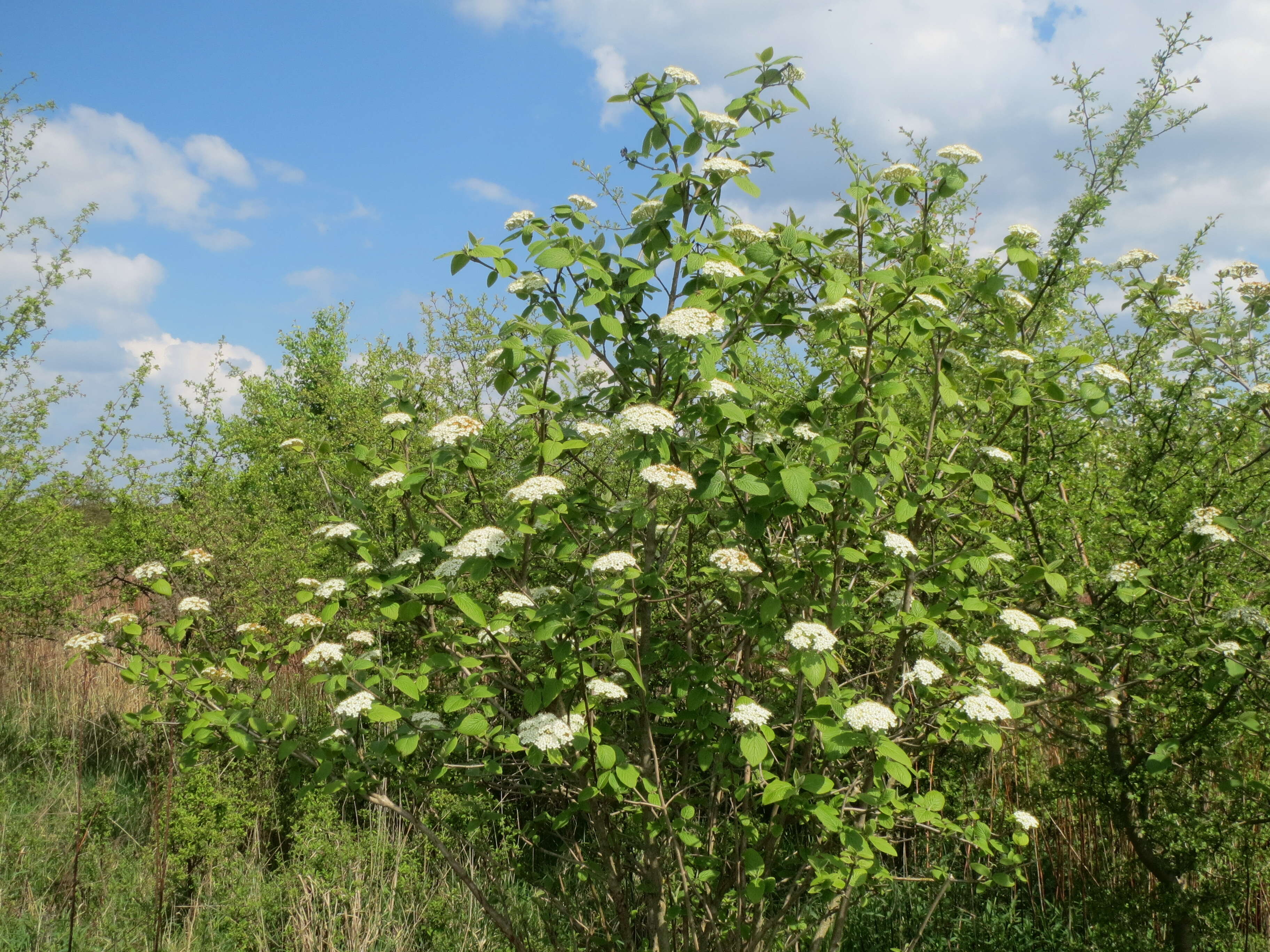 Image of Wayfaring-tree