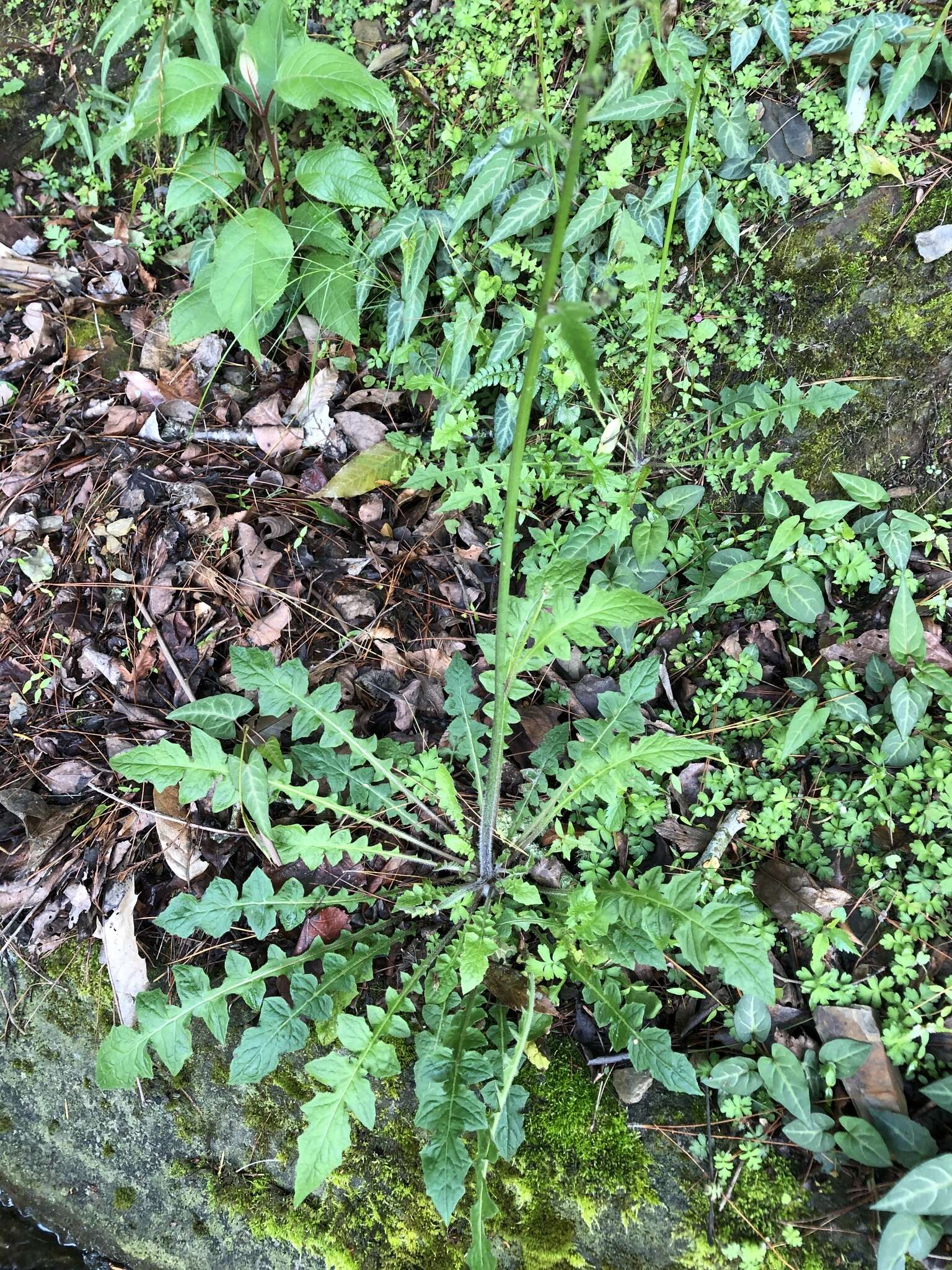 Image of Youngia japonica subsp. monticola