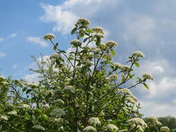 Image of Wayfaring-tree