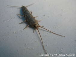 Image of Four-lined Silverfish