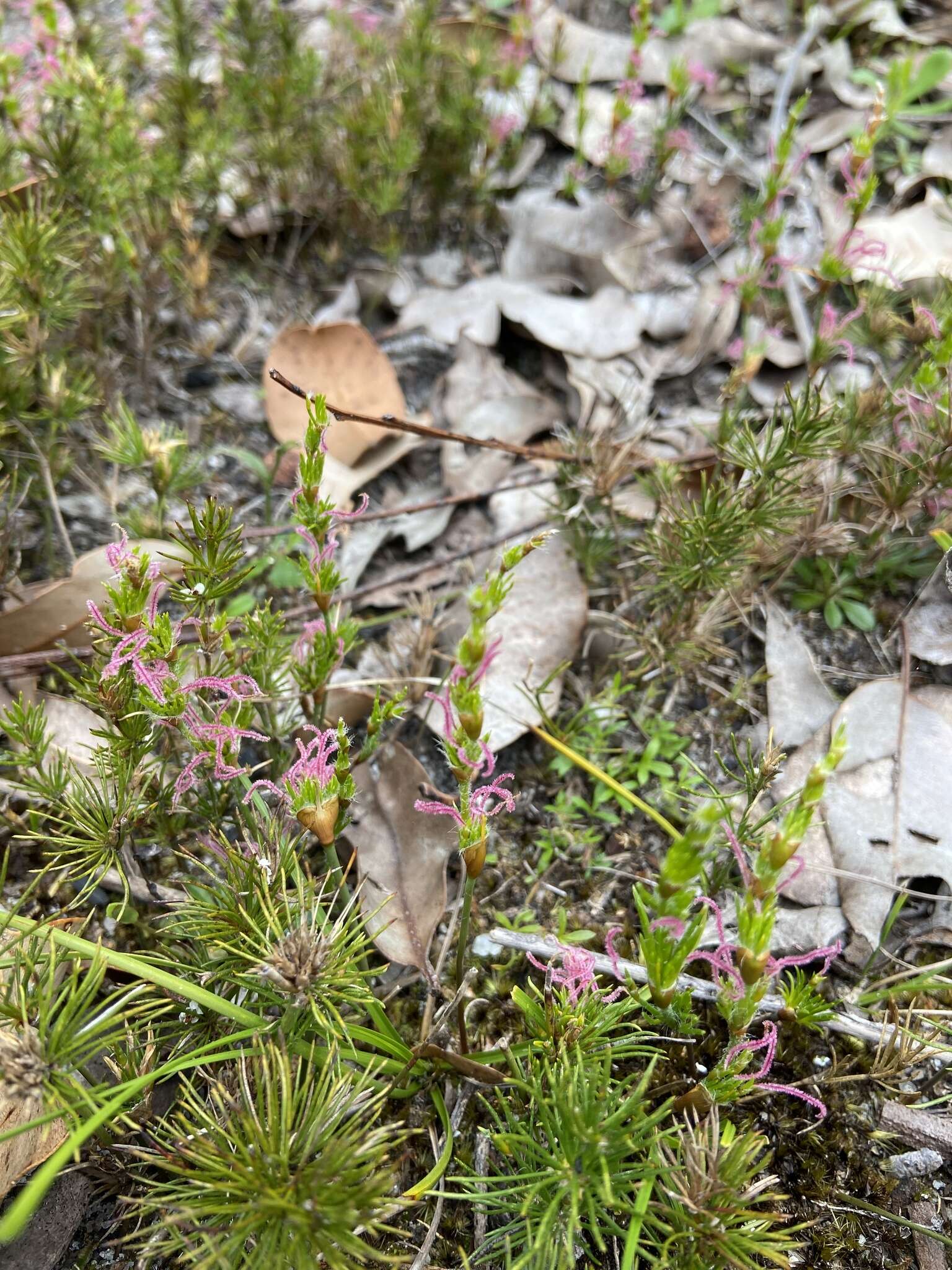 Desmocladus fasciculatus (R. Br.) B. G. Briggs & L. A. S. Johnson的圖片