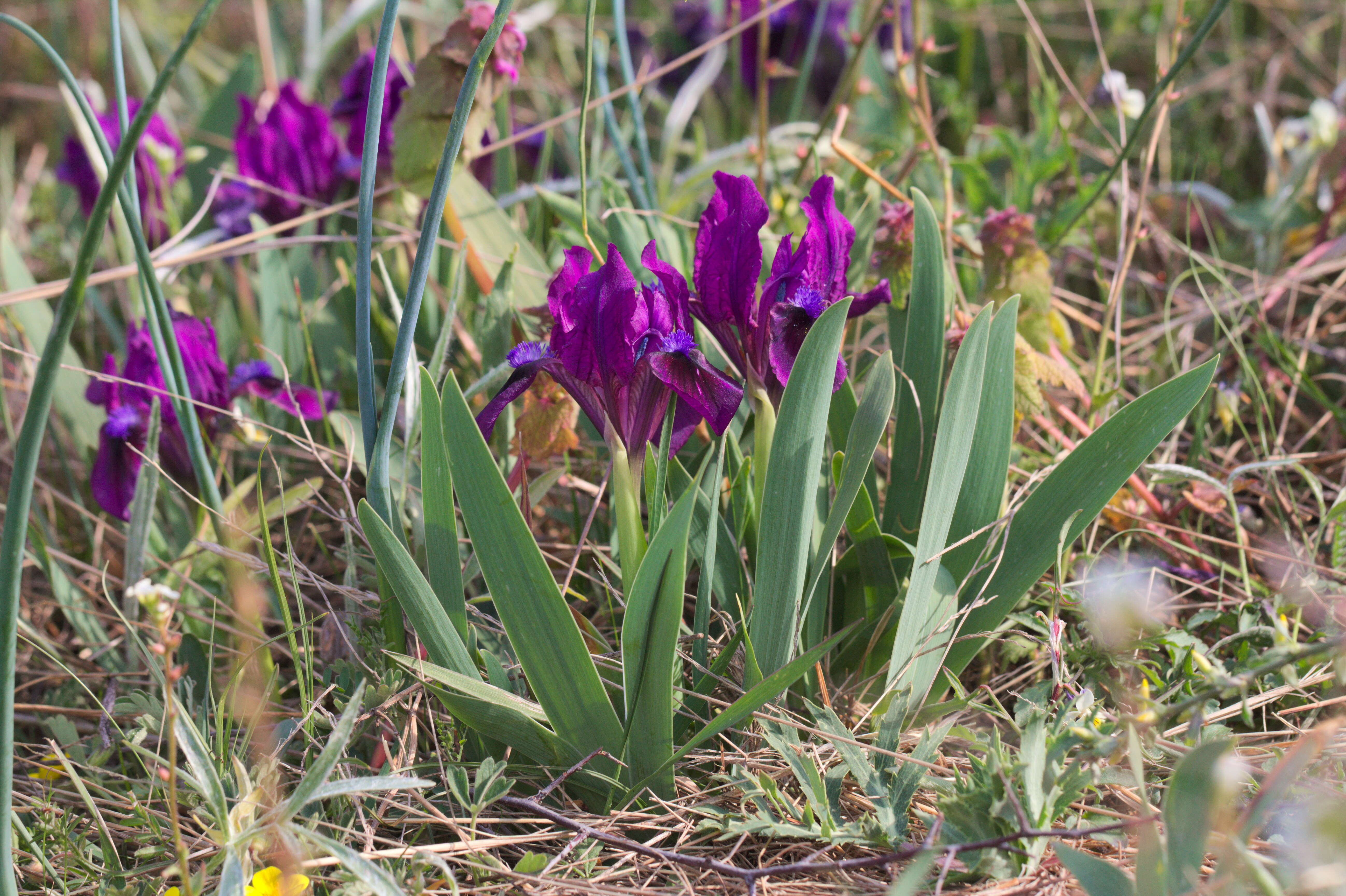 Plancia ëd Iris pumila L.