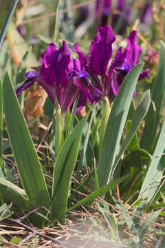 Plancia ëd Iris pumila L.