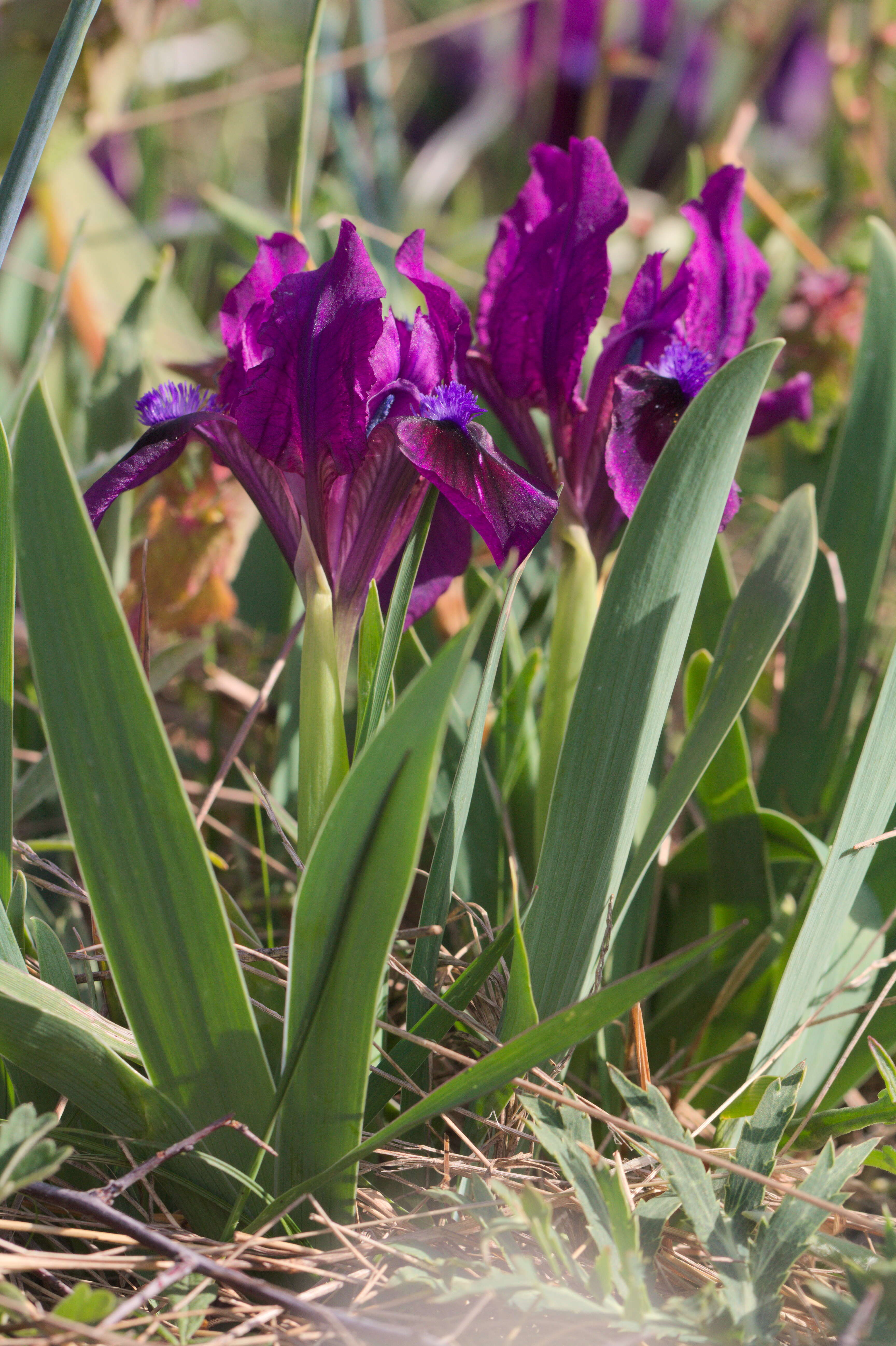 Plancia ëd Iris pumila L.