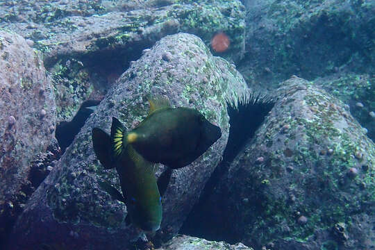 Image of Yellow-striped leatherjacket