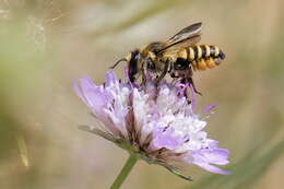 Imagem de Megachile melanopyga Costa 1863