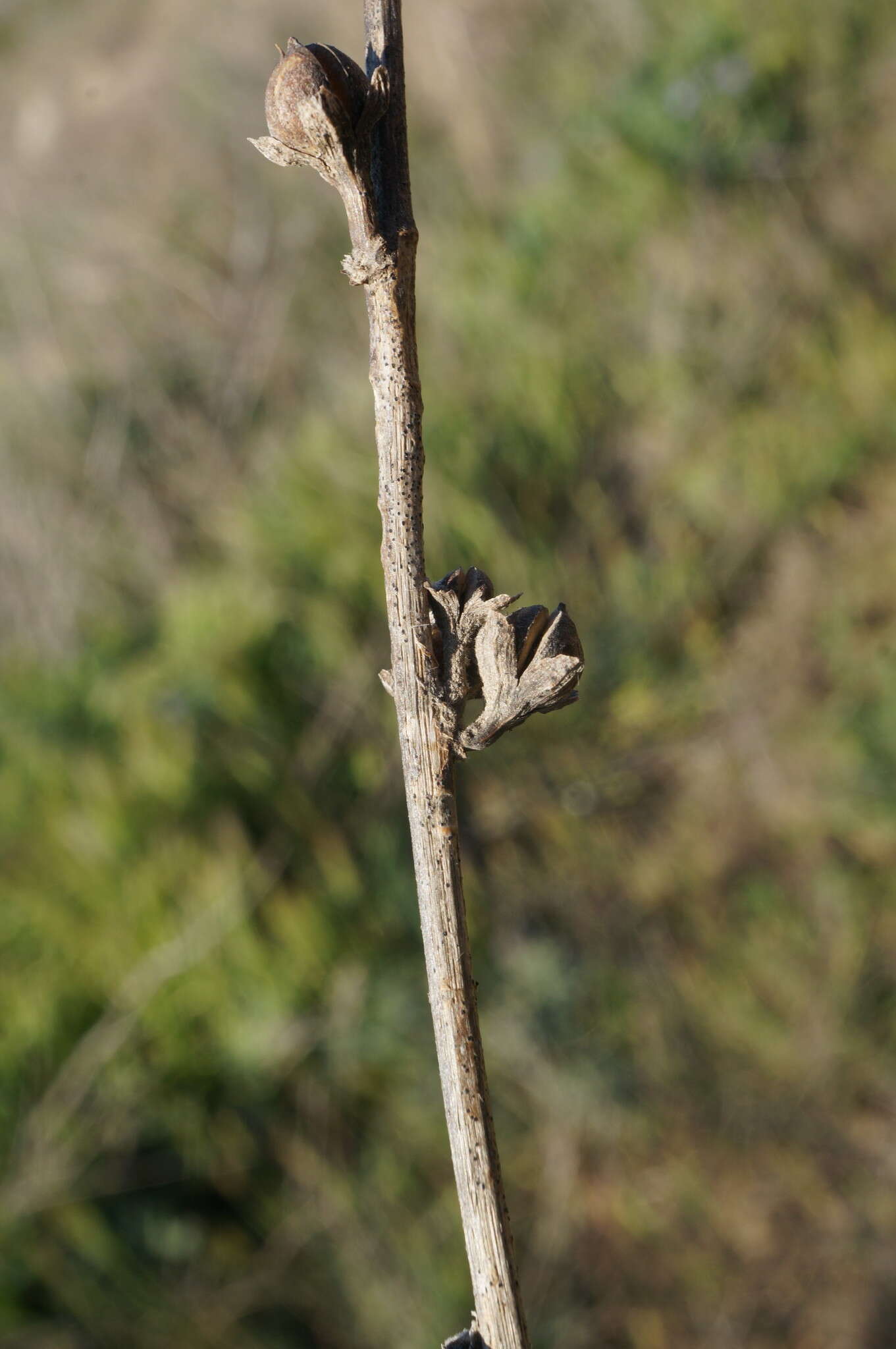 Image of Verbascum undulatum Lam.