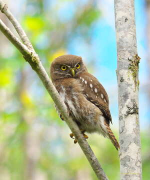 Image of Austral Pygmy Owl