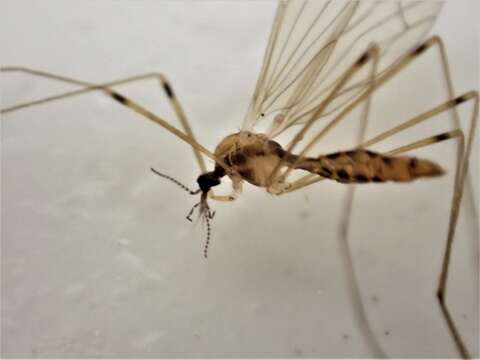 صورة Dicranomyia (Zelandoglochina) sublacteata Edwards 1923