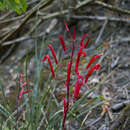 Image of Pitcairnia flammea var. macropoda L. B. Sm. & Reitz