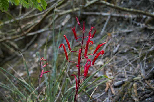 Pitcairnia flammea Lindl.的圖片