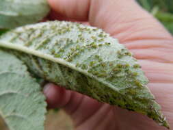 Image of Green apple aphid