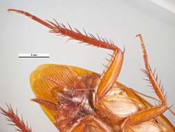 Image of Australian cockroach