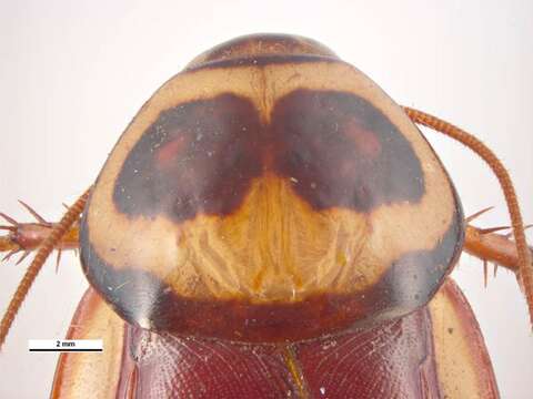 Image of Australian cockroach